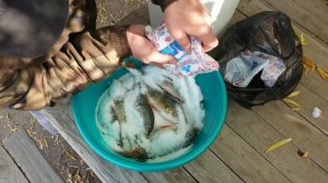 Как солить окуней.Рецепт вкусного посола!