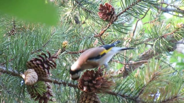 #blog Щегол ест семена сосновых шишек! смотреть онлайн
