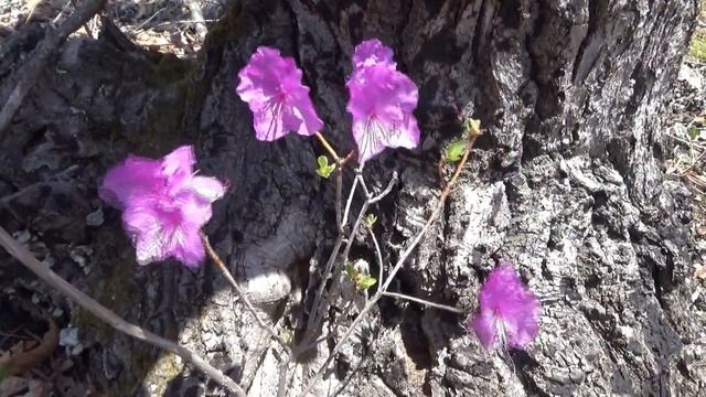 Цветёт багульник, апрель 2021 г. смотреть онлайн