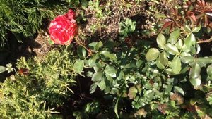 Розы осенью. Осенняя искореняющая обработка - 4 дня после!