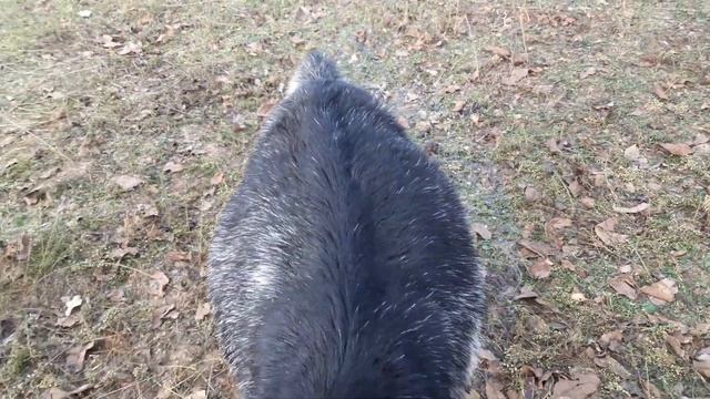 Скоро окот у Уны? смотреть онлайн