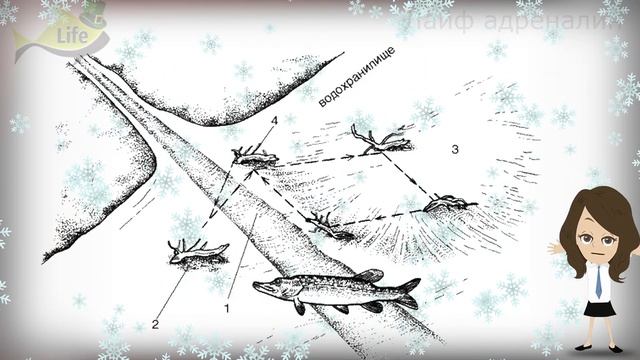 Где стоит щука в ноябре декабре по первому льду? Где искать щуку на рыбалке по перволедью? смотреть онлайн