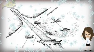 Где стоит щука в ноябре декабре по первому льду? Где  искать щуку на рыбалке по перволедью?