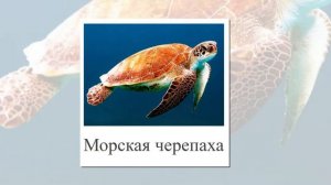 Морские животные Тихого Океана. Презентация картинки и названия. Карточки Глена Домана.