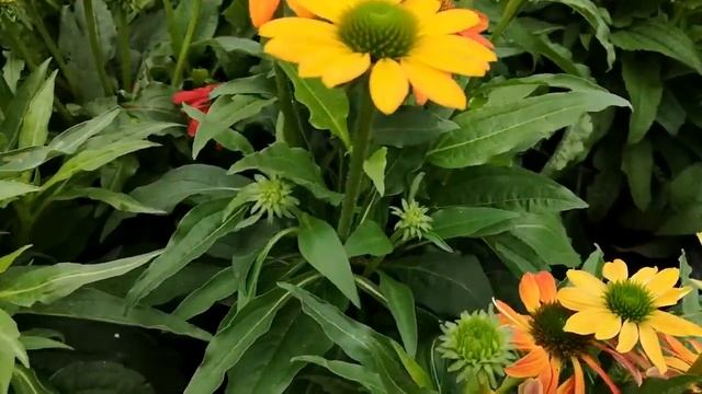 С Кристиной в магазине "ВСЁ ДЛЯ САДА". Купили... смотреть онлайн