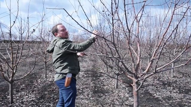 "Обрезка плодовых деревьев. Яблоня Орлинка", Стронгин Семён