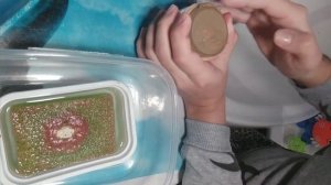 Аулофорус без неприятного запаха в квартире!!!! Мой ежедневный уход за змейкой!!! Живой корм для ры
