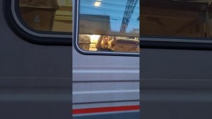 проводы в армию.любимый сын.
