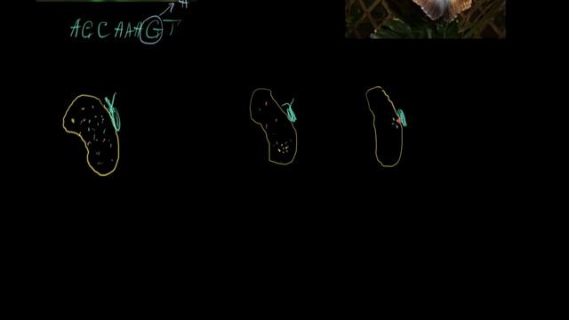 Tabiiy tanlanish va boyqush kapalagi | Evolyutsiya va filogenetik daraxt | Biologiya смотреть онлайн