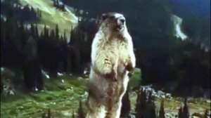 ЗВЕРОЛИКИ. Самый первый выпуск (Смешные видео о животных для детей)