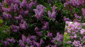 Одинокая ветка сирени  - Валерий Залкин