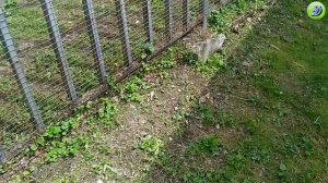 Краткий обзор табака спустя месяц после высадки в открытый грунт.