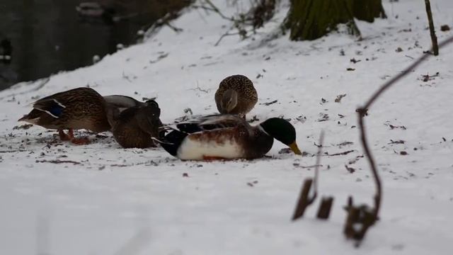 Зимние этюды 2.mp4 смотреть онлайн