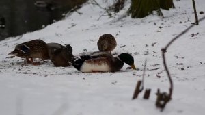 Зимние этюды 2.mp4