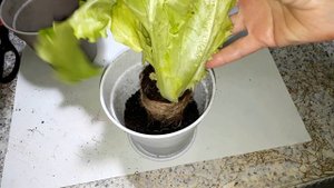 Листовой САЛАТ на ПОДОКОННИКЕ, свежая ЗЕЛЕНЬ дома всегда.