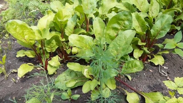 02.06.21 Свекла,морковь для листового салата готовы. смотреть онлайн