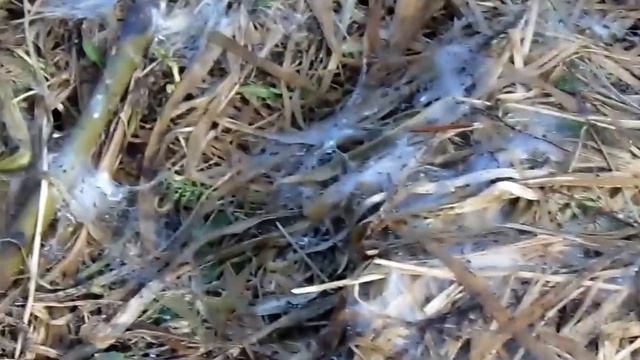 Паутина или плесень? Снежная блошка или просто тополинный пух? смотреть онлайн