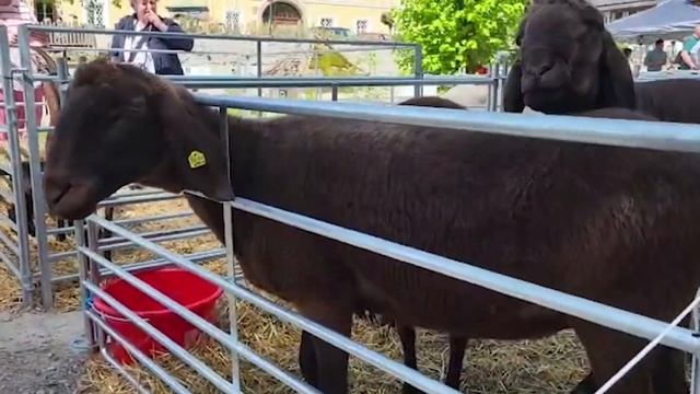 Не пропустите! Самые крупные бараны России! Бараны породы Бергсчаф! Разведение овец как бизнес!