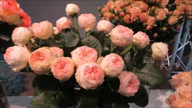 2019 05 11 Warszawa wystawa róż w Zamku Królewskim cz 34 Mansfield Park roses muzyka Spanish rose смотреть онлайн