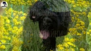 ✔ Русский чёрный терьер - уверенная в себе сторожевая собака. Универсальная порода