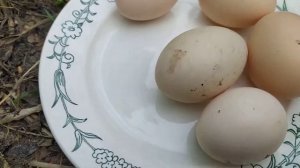 Яйца куриные и от индоуток???