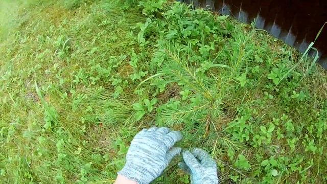 Как и для чего стричь живую изгородь? смотреть онлайн