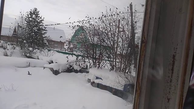 Сладкая рябина, для птиц. смотреть онлайн