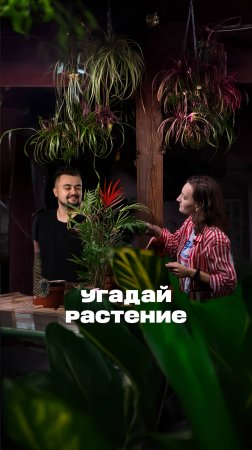 А ты угадаешь растение? #растенияказань  #комнатныерастения