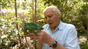 BBC Madagascar Attenborough and the Giant Egg 