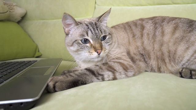 БАБУШКА надвое сказала! Веселый ЮКИ и ПОСЛОВИЦЫ смотреть онлайн