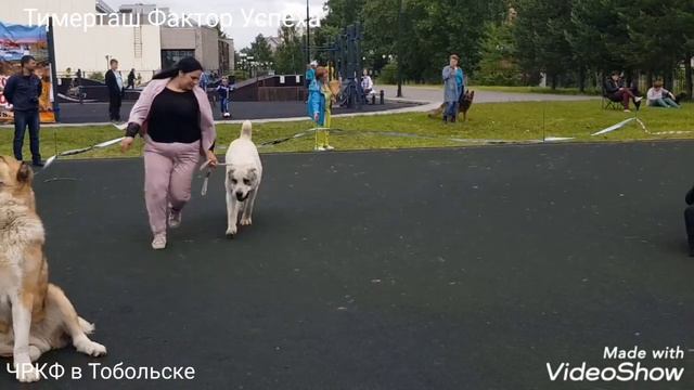 23 июня 2019 Выставка собак ЧРКФ в Тобольске, ТИМЕРТАШ ФАКТОР УСПЕХА сын ЯНЫ смотреть онлайн