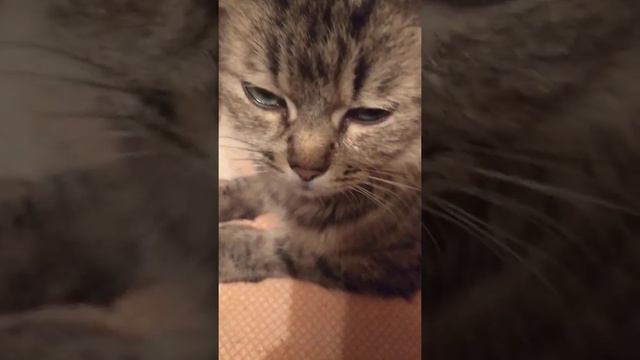 Удивительные животные. Котята разыгрались после сна. смотреть онлайн