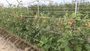 Производство теплиц и парников как бизнес идея