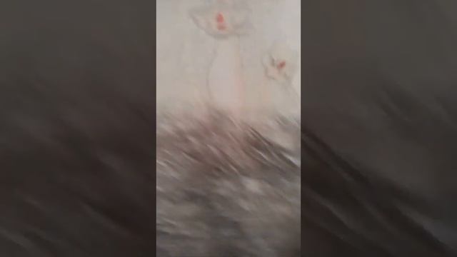 как правильно мыть кошку смотреть онлайн