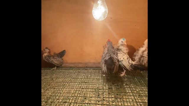 Холмогорские гусята и Малазийские Серамы в Овчинино.