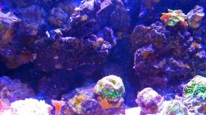Reef Tank Update HD!!!
