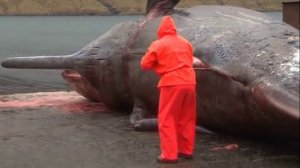 Самая Дикая Рыбалка в Мире, Случаи На Рыбалке Снятые На Камеру