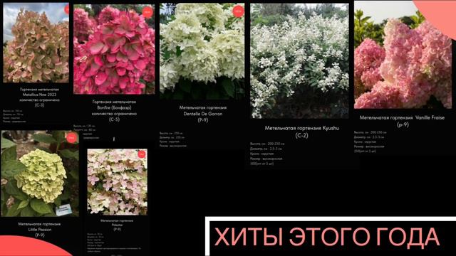 Самые популярные сорта гортензий сезон 2024 смотреть онлайн