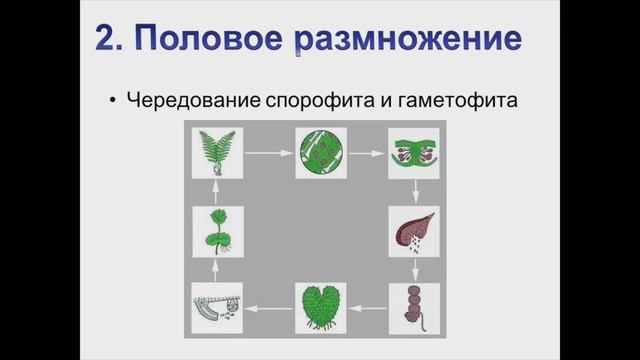 Способы размножения растений и грибов