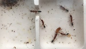 Может ли неоплодотворённая матка Harpegnathos saltator одна создать новую колонию?