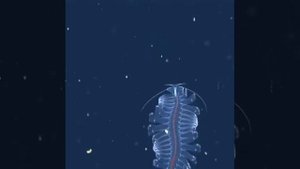 Глубоководный Паутинный червь – представитель морских планктонных полихет,Tomopteridae в движении.