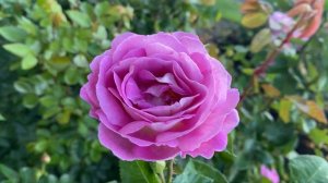 The Arctic Blue Rose