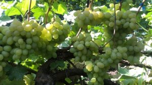 Виноград Айсберг. Тел-098 115 04 16 Анатолій