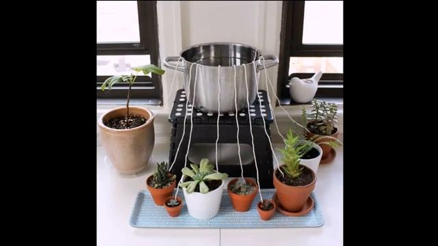 5 лайфхаков для цветов смотреть онлайн