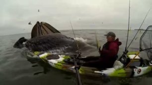 Горбатые киты чуть не сбили рыбака