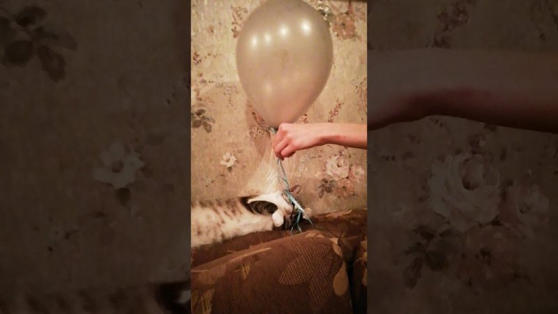 кот шарик
