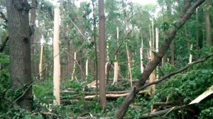 Городская роща г. Ефремов после стихии - 2013-05-22