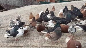 Голуби мелитопольские, николаевские, кировоградские, донецкие 7 марта 2022 г.