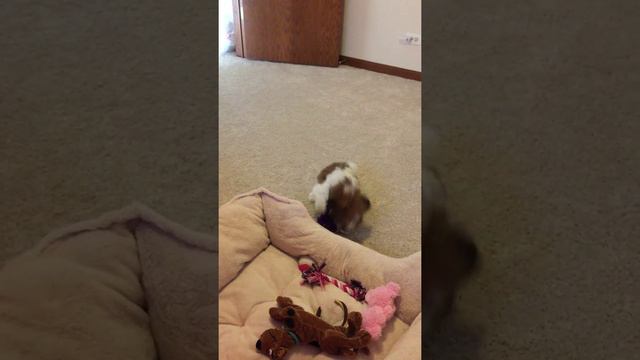 Teddy bear puppy playing