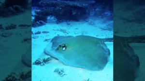 Новый год в Египте